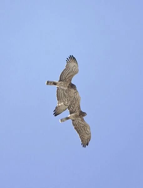 Short-toed Eagle - adults in flight on migration over Tarifa Spain September