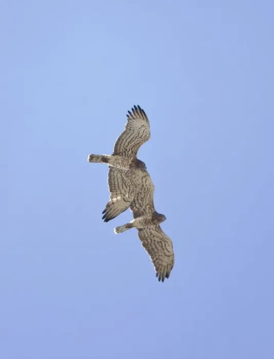 Framed Print : Short-toed Eagle - adults in flight on migration over Tarifa Spain September Framed Print : Short-toed Eagle - adults in flight on migration over Tarifa Spain September