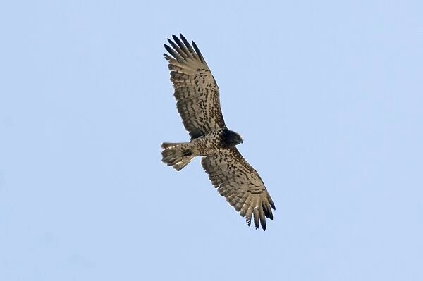 Short-toed Eagle - in flight, adult on migration Southern Spain