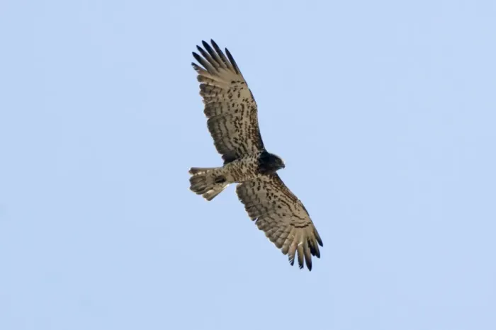 Framed Print : Short-toed Eagle - in flight, adult on migration Southern Spain Framed Print : Short-toed Eagle - in flight, adult on migration Southern Spain