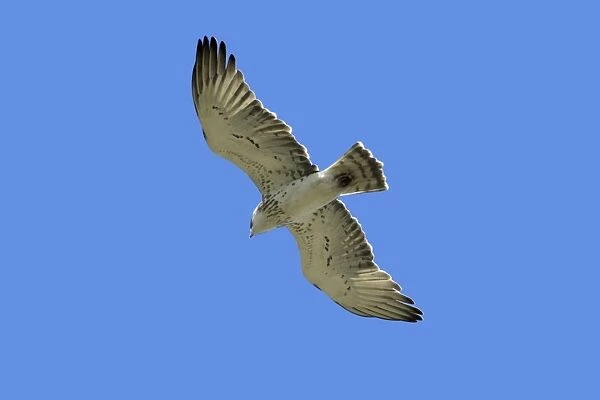 Short-Toed Eagle - in flight, gliding, region of Alentejo, Portugal