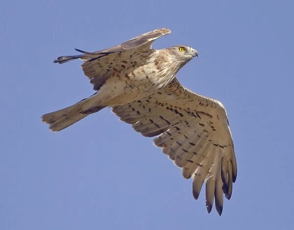 Short-toed Eagle - in flight on migration over the Straits of Gibralter towards Africa - September