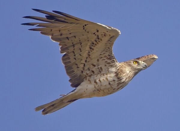 Short-toed Eagle - in flight on migration over the Straits of Gibralter towards Africa - September