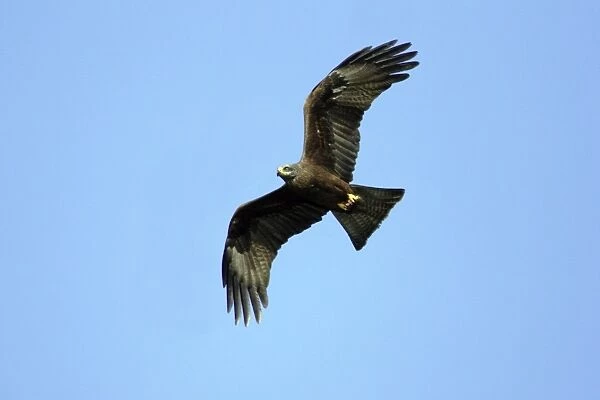 Short-toed Eagles in flight on migration - Adult on left and Juvenile