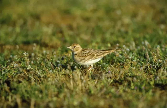 Framed Print : Short-toed Lark Framed Print : Short-toed Lark