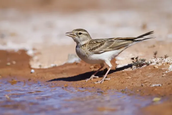 Framed Print : Short Toed Lark - drinking at pool - Spain Framed Print : Short Toed Lark - drinking at pool - Spain