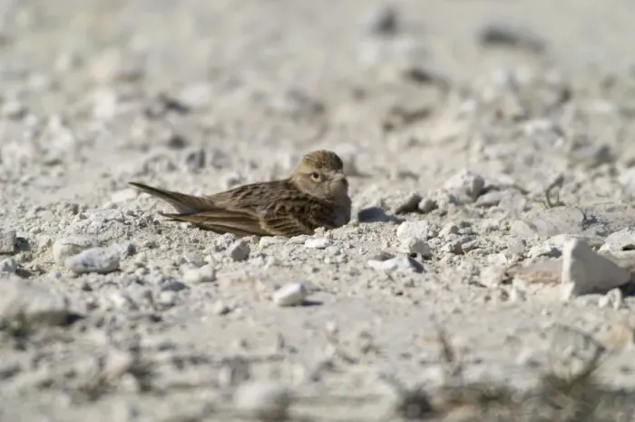 Framed Print : Short toed Lark dust bathing Cyprus March Framed Print : Short toed Lark dust bathing Cyprus March
