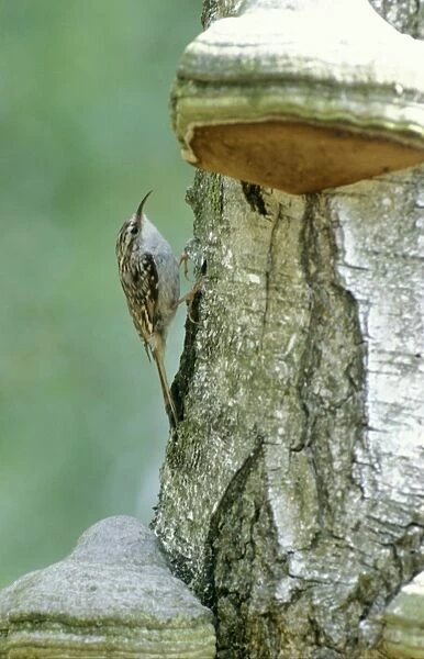 Short-toed treecreeper - On birch with fungus