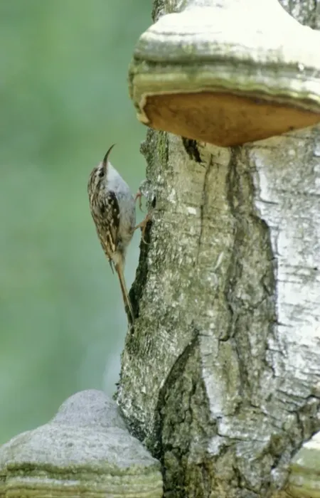 Framed Print : Short-toed treecreeper - On birch with fungus Framed Print : Short-toed treecreeper - On birch with fungus