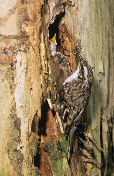 Framed Print : Short-toed Treecreeper - at nest entrance fedding young Framed Print : Short-toed Treecreeper - at nest entrance fedding young