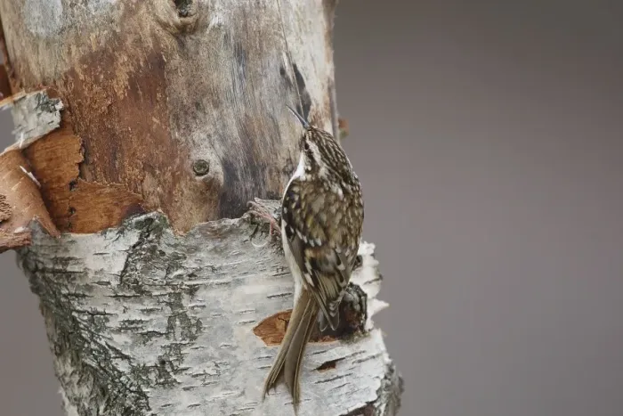 Framed Print : Short-toed Treecreeper. Scottish Moor - Aviemore - Scotland Framed Print : Short-toed Treecreeper. Scottish Moor - Aviemore - Scotland
