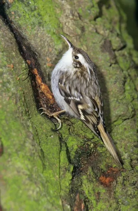Framed Print : Short-toed Treecreeper - searching for food on tree stem Framed Print : Short-toed Treecreeper - searching for food on tree stem