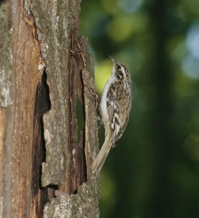 Framed Print : Short Toed Treecreeper ZT 175 Climbing tree trunk Certhia brachydractyla © Zdenek Tunka / ARDEA LONDON Framed Print : Short Toed Treecreeper ZT 175 Climbing tree trunk Certhia brachydractyla © Zdenek Tunka / ARDEA LONDON
