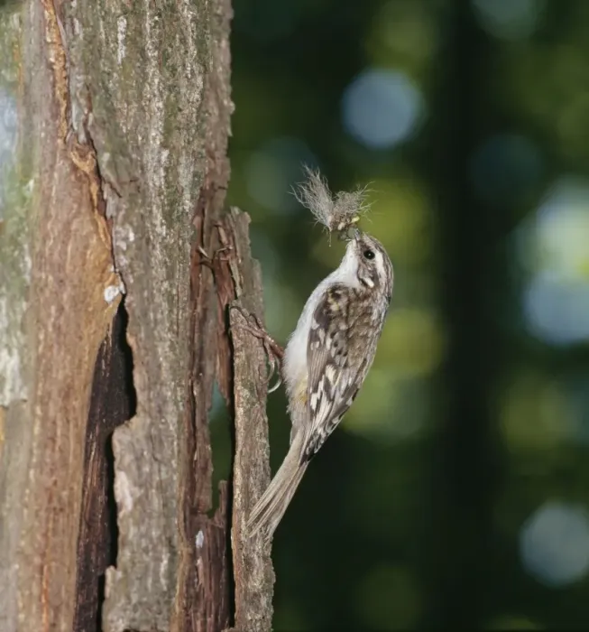 Framed Print : Short Toed Treecreeper ZT 176 Climbing tree trunk with nesting material & Catapillars Certhia brachydactyla © Zdenek Tunka / ARDEA LONDON Framed Print : Short Toed Treecreeper ZT 176 Climbing tree trunk with nesting material & Catapillars Certhia brachydactyla © Zdenek Tunka / ARDEA LONDON