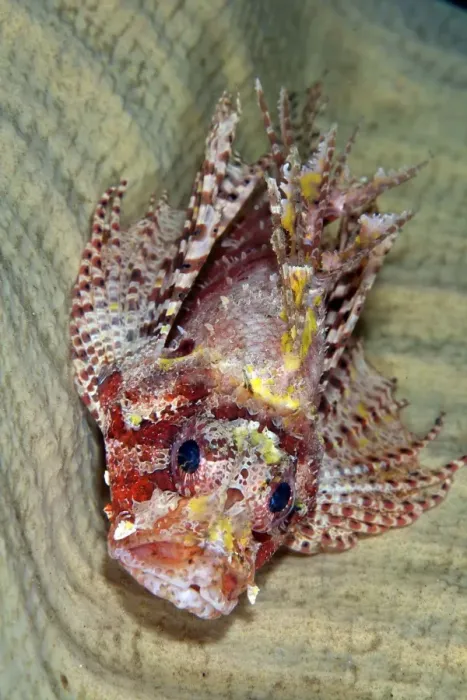 Framed Print : Shortfin Lionfish - inside of sponge - Indonesia
