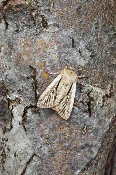 Shoulder-striped Wainscot - North Lincolnshire - England