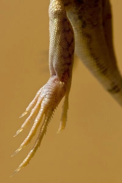 Shovel Snouted Lizard - Close up of a rear foot - perfect for running over soft sand and burying into soft sand - Namib Desert - Namibia - Africa