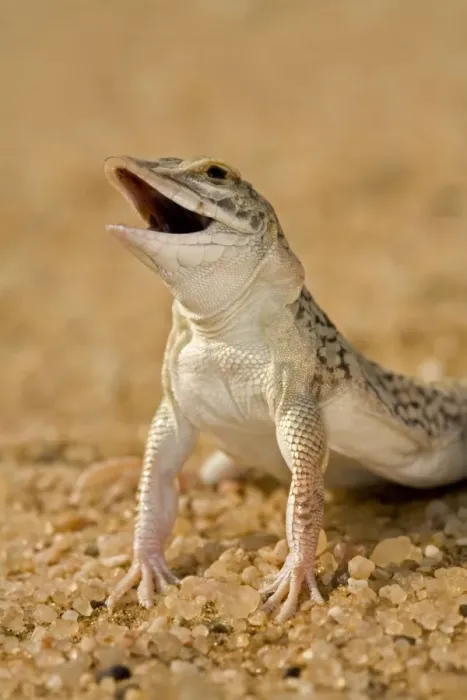 Framed Print : Shovel Snouted Lizard - Portrait of Head and front limbs - Namib Desert - Namibia - Africa Framed Print : Shovel Snouted Lizard - Portrait of Head and front limbs - Namib Desert - Namibia - Africa