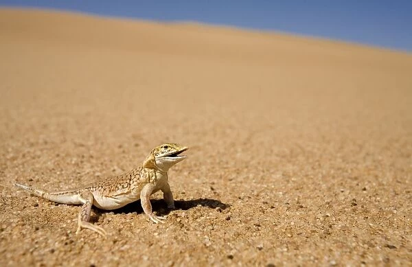 Shovel Snouted Lizard - Shown in its natural habitat of the dunes - Namib Desert - Namibia - Africa