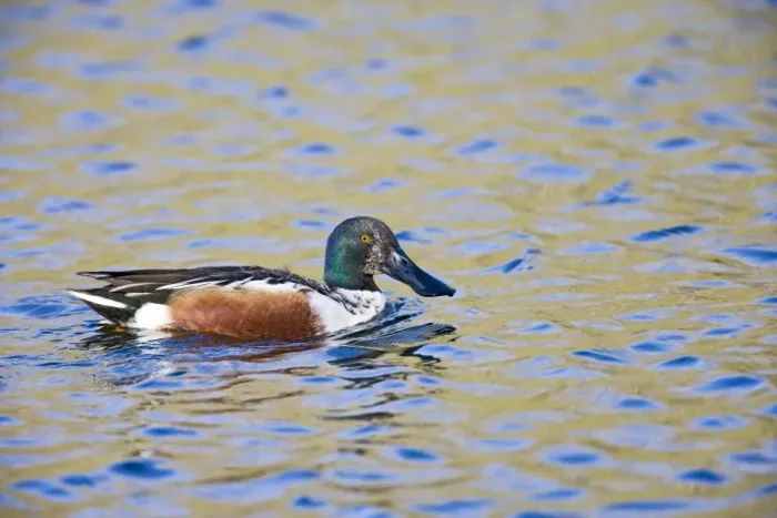 Framed Print : Shoveler - male - water Bedfordshire UK 005439 Framed Print : Shoveler - male - water Bedfordshire UK 005439