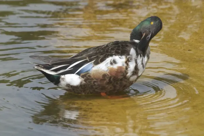 Framed Print : Shoveler preening. - Male. Part of the waterfowl collection, at Het Zwin Nature Reserve, near Knokke, Belgium Framed Print : Shoveler preening. - Male. Part of the waterfowl collection, at Het Zwin Nature Reserve, near Knokke, Belgium