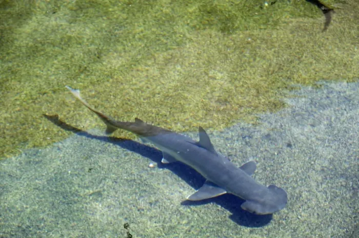 Framed Print : Shovelhead / Bonnet / Bonnethead Shark Framed Print : Shovelhead / Bonnet / Bonnethead Shark
