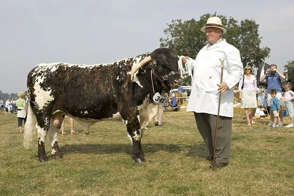 Showing prizewinning Longhorn bull at Moreton-in-Marsh