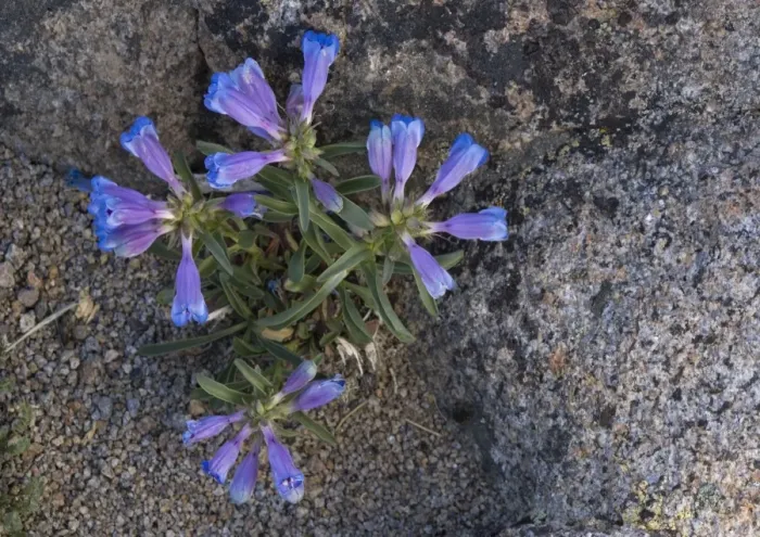 Framed Print : Showy Penstemon -at 10, 000 ft in the Sierra Nevada, on granite grit Framed Print : Showy Penstemon -at 10, 000 ft in the Sierra Nevada, on granite grit