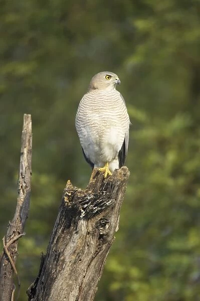 Shrika - Keoladeo Ghana National Park - Bharatpur - Rajasthan - India BI018285