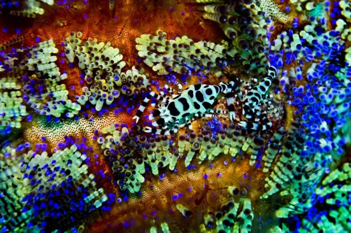 Framed Print : Shrimps - found exclusiviely in the venomous Sea / Fire Urchin, Asthenosoma ijimai Indonesia Framed Print : Shrimps - found exclusiviely in the venomous Sea / Fire Urchin, Asthenosoma ijimai Indonesia