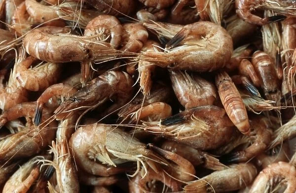 Shrimps freshly caught on boat North Sea