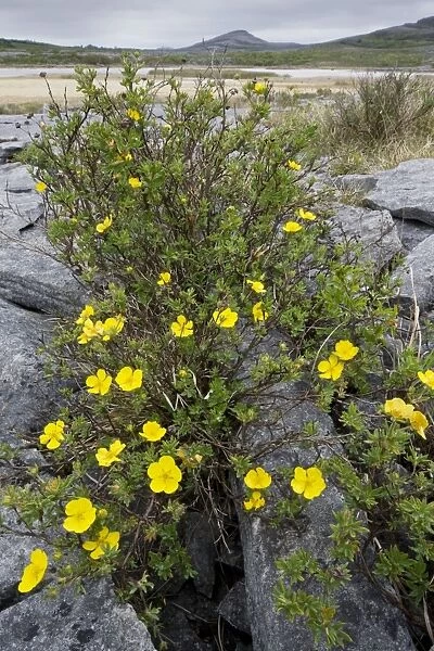 Shrubby Cinquefoil - growing in limestone pavement at Mullagh Mor, the Burren, Eire