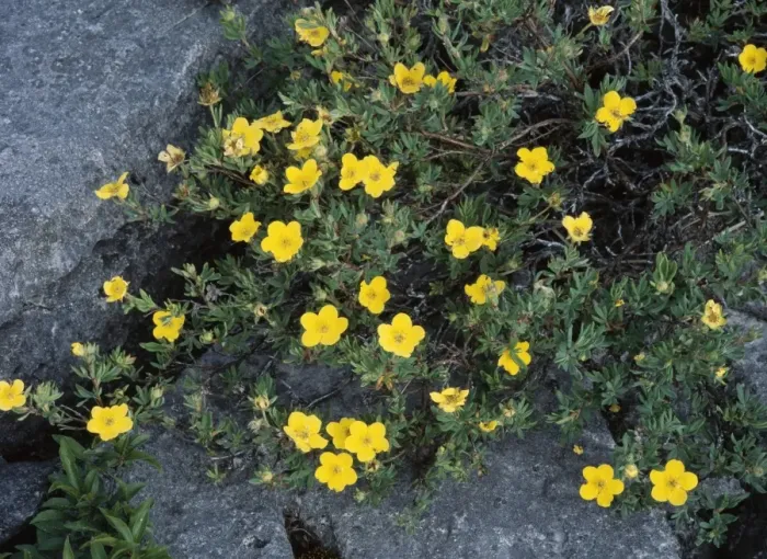 Framed Print : Shrubby Cinquefoil - growing in Limestone pavement The Burren. Ireland Framed Print : Shrubby Cinquefoil - growing in Limestone pavement The Burren. Ireland