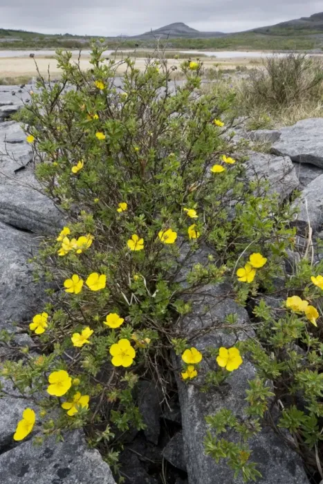 Framed Print : Shrubby Cinquefoil - growing in limestone pavement at Mullagh Mor, the Burren, Eire Framed Print : Shrubby Cinquefoil - growing in limestone pavement at Mullagh Mor, the Burren, Eire