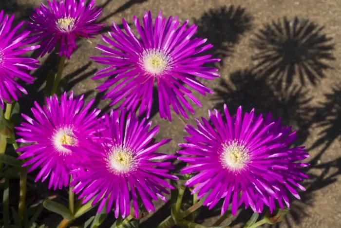 Framed Print : Shrubby Mesemb flowers - commonly cultivated, especially as rockery plants; drought resistant. Flower in spring or early summer after good rains. Found in broad band along southern and western coasts of South Africa, extending into southern Namibia Framed Print : Shrubby Mesemb flowers - commonly cultivated, especially as rockery plants; drought resistant. Flower in spring or early summer after good rains. Found in broad band along southern and western coasts of South Africa, extending into southern Namibia