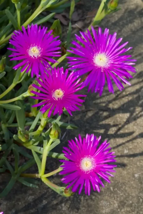 Framed Print : Shrubby Mesemb flowers - commonly cultivated, especially as rockery plants; drought resistant. Flower in spring or early summer after good rains. Found in broad band along southern and western coasts of South Africa Framed Print : Shrubby Mesemb flowers - commonly cultivated, especially as rockery plants; drought resistant. Flower in spring or early summer after good rains. Found in broad band along southern and western coasts of South Africa