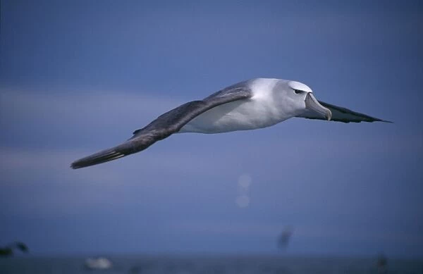 Shy Albatross aka White-capped Albatross In flight Kaikoura, New Zealand