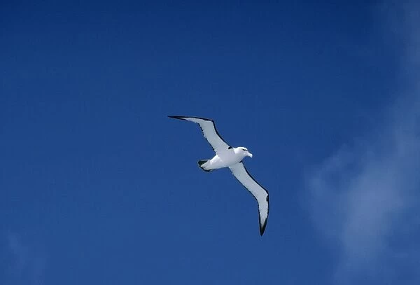 Shy Albatross aka White-capped Albatross In Flight