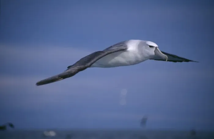 Framed Print : Shy Albatross aka White-capped Albatross In flight Kaikoura, New Zealand Framed Print : Shy Albatross aka White-capped Albatross In flight Kaikoura, New Zealand
