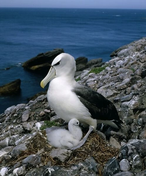 Shy albatross and chick on nest