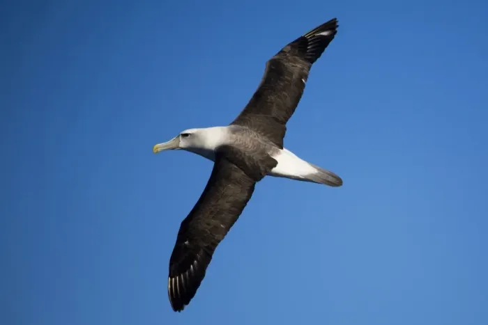 Framed Print : Shy Albatross in flight At sea off Eden, New South Wales, Australia Framed Print : Shy Albatross in flight At sea off Eden, New South Wales, Australia