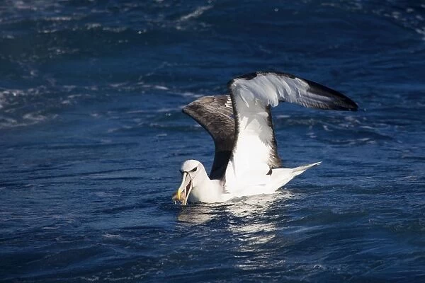 Shy Albatross with food - At sea off Eden, New South Wales, Australia