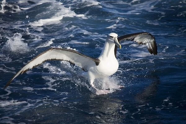 Shy Albatross landing At sea off Eden, New South Wales, Australia
