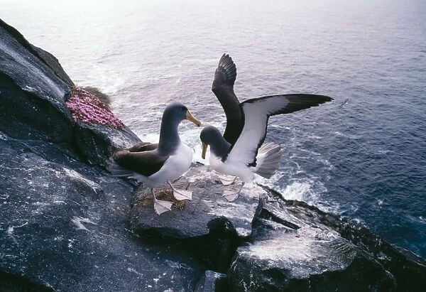 Shy Albatross  /  Mollymawk Pair greeting at nest, Chatham Islands, New Zealand