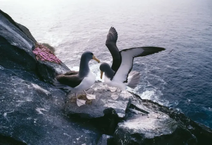 Framed Print : Shy Albatross / Mollymawk Pair greeting at nest, Chatham Islands, New Zealand Framed Print : Shy Albatross / Mollymawk Pair greeting at nest, Chatham Islands, New Zealand