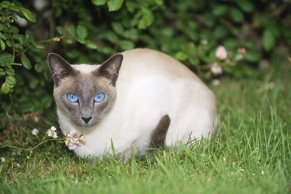 Siamese Blue Point Cat - lying in garden