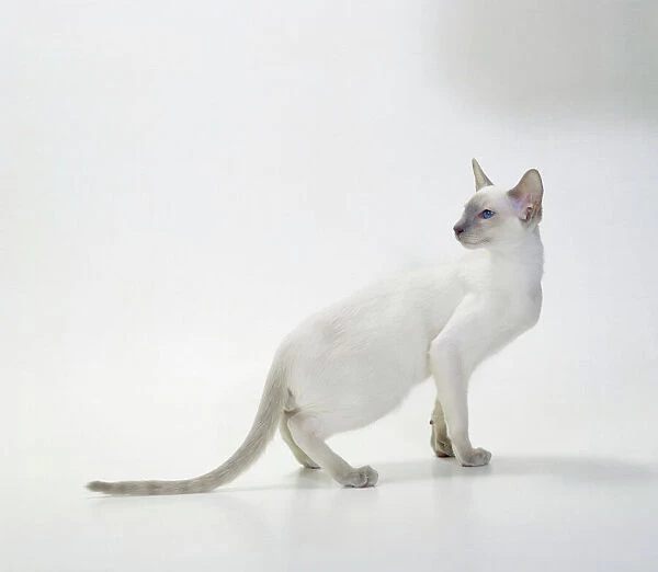 Siamese Cat JD 15497 Lilac Point © John Daniels  /  ARDEA LONDON
