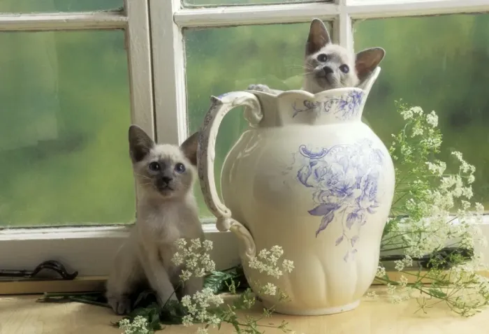 Framed Print : Siamese Cat Kittens in jug Framed Print : Siamese Cat Kittens in jug