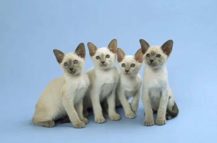 Framed Print : Siamese Cat - kittens sitting in a row Framed Print : Siamese Cat - kittens sitting in a row