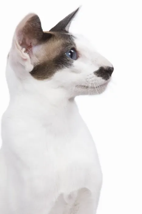 Framed Print : Siamese Cat - seal point & white with moustache Framed Print : Siamese Cat - seal point & white with moustache